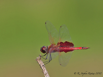 Tramea carolina, male